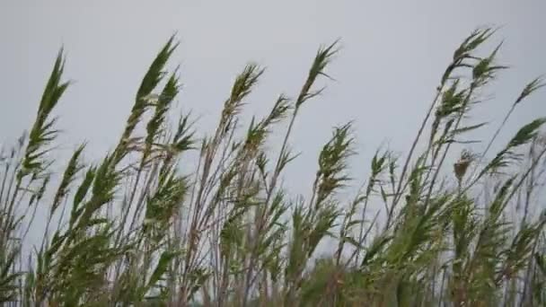 Tall Grasses Seed Heads Bending Wind Set Uniform Grey Overcast — Stock Video