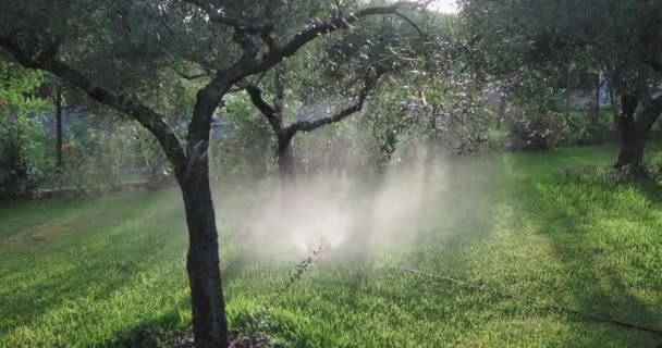Eine Funktionierende Sprinkleranlage Wässert Das Gras Und Die Bäume Vor — Stockvideo
