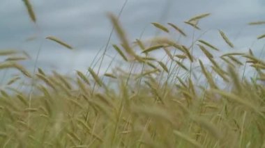 Açık mavi gökyüzüne karşı yumuşak odaklı tahıl kulakları.