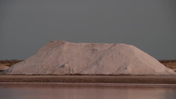 Morman Mare Sare Află Vizibil Lângă Marginea Unui Lac Salin — Videoclip de stoc