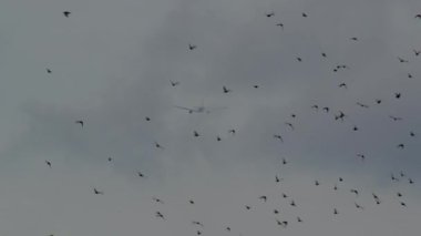 Uzakta uçan bir uçak bulutlu bir gökyüzüne karşı ön planda dağılmış bir kuş sürüsünün arasından görülebilir.