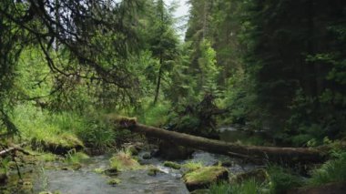 Kalın bir ormanın içinden akan küçük bir dere, suyla birlikte düşen kütükler ve kıyıları çevreleyen yemyeşil bitki örtüsü.