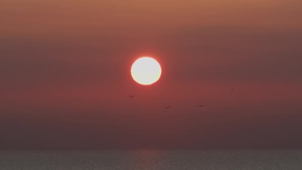 Solen Sjunker Ner Havshorisonten Med Röd Himmel Och Fåglar Flykt — Stockvideo