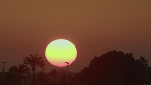 Время Захода Большого Солнца Силуэтами Пальм — стоковое видео