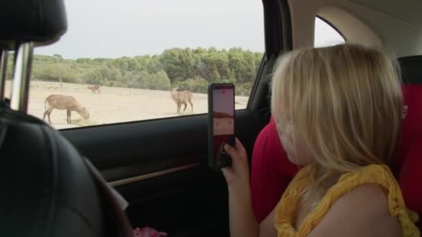 ブロンドの女の子は 暑い夏の日にゆっくりと移動する車の窓から乾燥した野原で放牧する動物を捕獲するためにスマートフォンを使用し ドライブスルーサファリの冒険を体験します — ストック動画