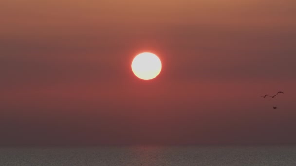 Solen Går Ner Havshorisonten Röd Himmel Med Silhuett Fåglar — Stockvideo