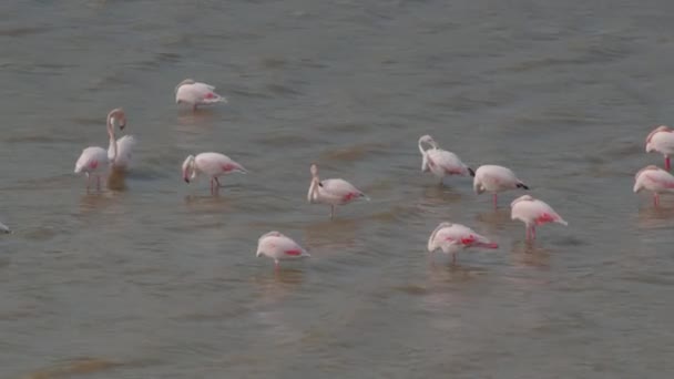Ένα Σμήνος Φλαμίνγκο Στέκεται Ρηχά Νερά Ροζ Και Λευκά Φτερά — Αρχείο Βίντεο
