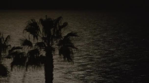Silhuett Palmer Fransar Mot Den Reflekterande Havsytan Natten — Stockvideo