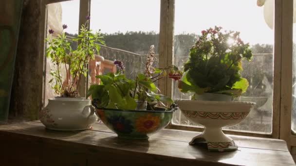 Saksı Bitkileri Yeşillik Sabah Güneşinde Ahşap Pencere Eşiğinde — Stok video