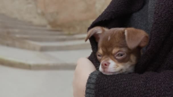 Cachorro Chihuahua Marrom Escondido Nas Dobras Capuz Escuro — Vídeo de Stock