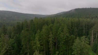 Sis ve bulutlu bir atmosferle ormanın üzerinde İHA uçuşu