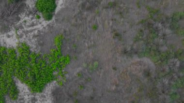 İnsansız hava aracı kameraları doğrudan aşağıya bakar, yeşillik yamaları üzerinde yavaş ve sinematik bir ileri hareket yakalar ve vahşi, evcilleştirilmemiş bir arazide fırçalarlar.