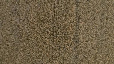 Yoğun ekin alanının havadan çekilmiş görüntüleri, doğal ışık altında yukarıdan aşağıya doku görüntüsü.