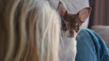 Kanepede uzanmış bir kız büyük kulaklı bir chihuahua köpeğine sarılıyor.
