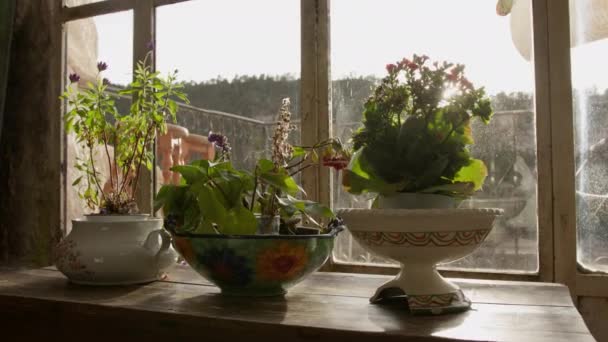 Olika Krukväxter Träfönsterbräda Med Solen Skiner Genom Ett Gammalt Fönster — Stockvideo