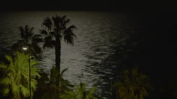 Sokak Lambası Palmiye Ağaçlarına Işık Tutarken Arka Planda Deniz Vardı — Stok video