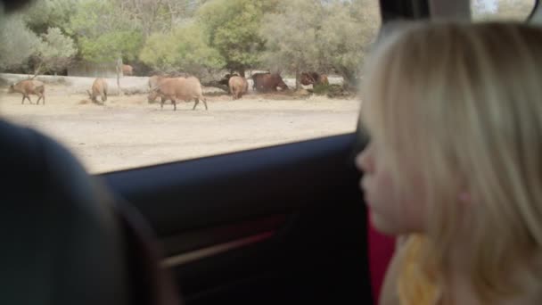 Blondynka Uważnie Obserwuje Wolno Poruszającego Się Samochodu Stado Dzikich Zwierząt — Wideo stockowe