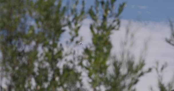 Uzaktan Küçük Bir Uçak Havalanır Dış Hatları Plandaki Ağaçların Bulanık — Stok video