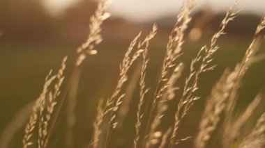 Güneş ışığıyla aydınlatılan çimenlerin yakın çekimleri, arka plan bulanık, bitkilerin dokusunu aydınlatıyor.