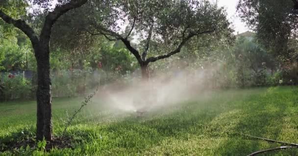 Vordergrund Ist Eine Beregnungsanlage Aktiv Die Olivenbäume Gießt Das Frühe — Stockvideo
