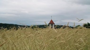 Kırmızı çatılı bir gözetleme kulesi olan olgun buğday tarlası bulutlu bir gökyüzüne karşı görünür bir rüzgar gülü ve ufukta yoğun bir orman.