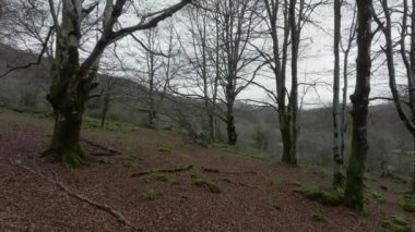 Ormanda yosun kaplı gövdeli uzun kayın ağaçları, yeşil yosun parçalı yapraklı topraklar.