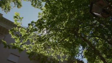 Şehir ortamında bir ağacın yoğun yeşil gölgesinden süzülen güneş ışığı, arka planda binaların ana hatları ve bir sokak lambası görülebilir.