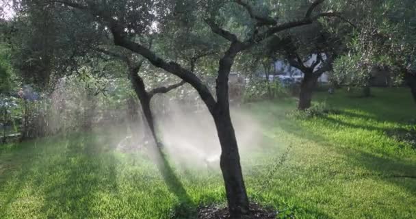 Vattensprinklersystemet Sprutar Droppar Morgonljuset Den Gröna Trädgården Och Solstrålarna Syns — Stockvideo