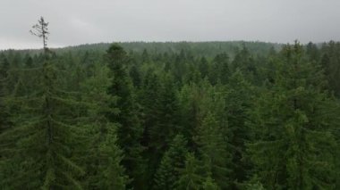 Yoğun bir ormanda ilerleyen İHA uçuşunun havadan görüntüsü