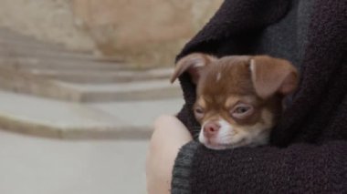 Koyu renk bir kapüşonlunun içine gizlenmiş kahverengi bir chihuahua köpeği.