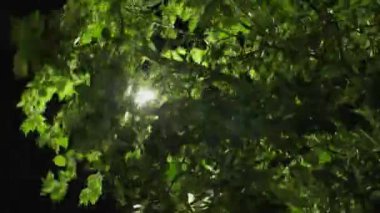 Arka plandaki karanlık gece gökyüzü ile çelişen, bir ağacın yoğun yapraklarının arasından süzülürken, bir sokak lambasının yoğun parıltısını gösteren bir resim.