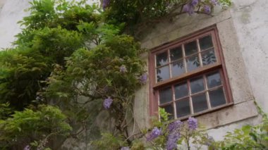 Kısmen yapraklar ve mor çiçeklerle gizlenmiş gri bir duvardaki eski bir pencere doğal bir çerçeve oluşturur.