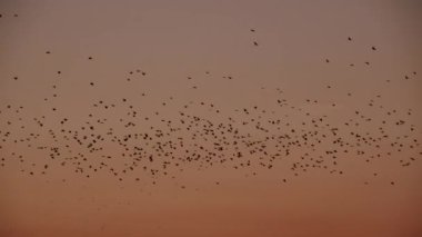 Siluetli kuşlar yavaş çekimde turuncu bir gökyüzünde süzülür.