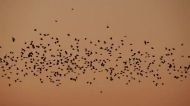 Siluetli kuşlar yavaş çekimde gün batımına karşı uçuyor.