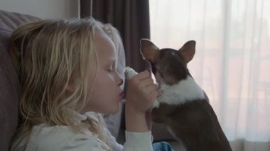 Küçük Chihuahua köpeğiyle burunlarına dokunmak için eğilen genç kız neşeli ve hassas bir etkileşim içinde.