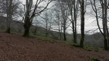 Ormanda yosun kaplı gövdeli ağaçlar ve kahverengi yapraklı topraklar.