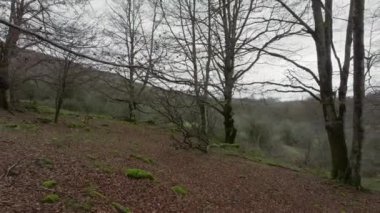 Yosun kaplı gövdeli yapraksız ağaçlar. Düşen yapraklar ve yeşil yosun yumakları.