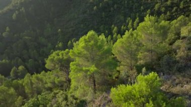 Açık mavi gökyüzünün altında canlı yeşil ağaçlarla dolu sık ormanlı bir dağ yamacının havadan görünüşü.