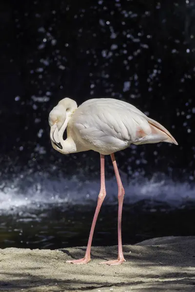 Pembe flamingo tek bacağının üzerinde duruyor. Kafası suyun altında, koyu bulanık bir arka planı var.