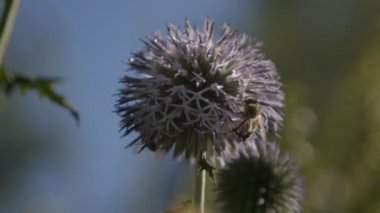 Mor bir çiçeğin, güneşin altında nektar toplayan bir arıyla yakın çekimi.