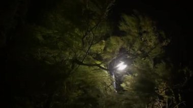 Gece sokak lambasıyla aydınlatılmış ağaç dallarına ve yapraklara yakın çekim yapmak ışık ve gölge arasında bir zıtlık yaratır.
