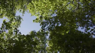 Güneş ışığı, huzurlu bir ormandaki yemyeşil ağaçların arasından süzülür. Canlı yapraklar ve berrak mavi gökyüzü güzel bir doğa manzarası yaratır.