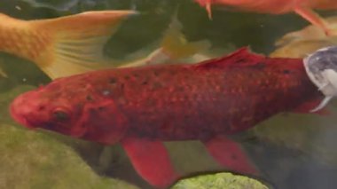 Canlı koi balıklarının açık bir gölette zarifçe yüzdüğünü keşfeder, renkli pullarını ve karmaşık desenlerini gözler önüne serer. Süslü balıkların huzurlu ve huzurlu sualtı dünyasının tadını çıkarın.