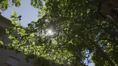 Güneş ışığı yeşil ağaç yapraklarının arasından huzurlu bir şehir ortamında süzülerek sakin bir atmosfer yaratır. Parlak ve doğal, doğa ve doğa temalı projeler için mükemmel.