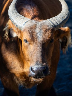 Etkileyici boynuzları olan büyük kahverengi su bufalosu güneşin altında duruyor. Islak burnu az önce içtiğini gösteriyor.