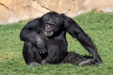 Huzurlu şempanze yemyeşil çimenlerde oturuyor, sıcak güneş ışığında güneşleniyor ve taze yeşillikleri kemiriyor, düşünceli ve mutlu görünüyor.