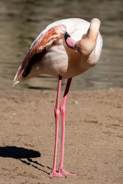 Pembe flamingo gün ışığında tüylerini temizliyor, canlı renkler ve zarif hareketler sergiliyor.