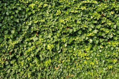 Tüm duvarı kaplayan yoğun yeşil sarmaşık, verimli bir doğal arkaplan oluşturuyor.