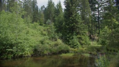 Uzun ağaçlarla dolu yemyeşil bir orman ve bitkilerin arasından akan küçük bir dere.