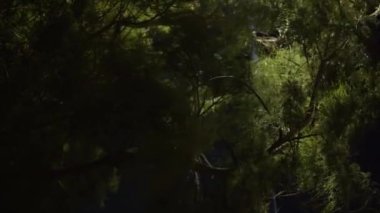 Gece sokak lambasıyla aydınlatılan bir ağacın yoğun yaprakları yapraklar arasında ışık ve gölgelerin karışımını oluşturuyor.